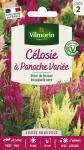 Fleurs - Célosie à Panache Variée - PACKAGING_RECTO